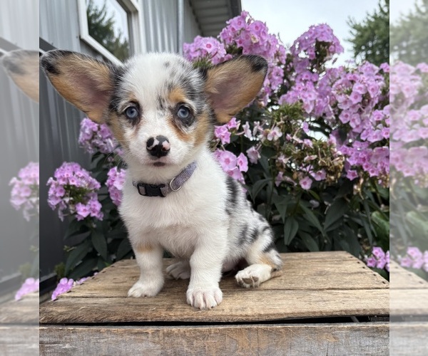 Medium Photo #2 Pembroke Welsh Corgi Puppy For Sale in MIDDLEBURY, IN, USA