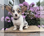 Small #1 Pembroke Welsh Corgi