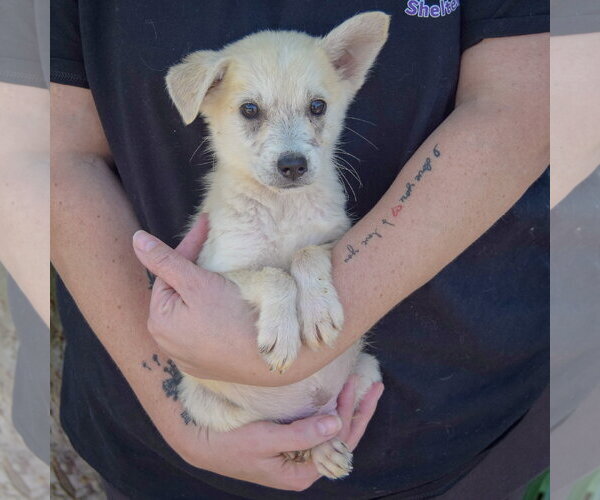 Medium Photo #3 Gerberian Shepsky Puppy For Sale in Huntley, IL, USA