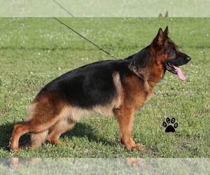 Father of the German Shepherd Dog puppies born on 12/22/2021