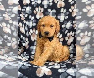 Golden Retriever Puppy for sale in NARVON, PA, USA