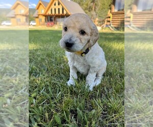 Medium Goldendoodle