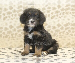 Miniature Bernedoodle Puppy for sale in DENVER, PA, USA