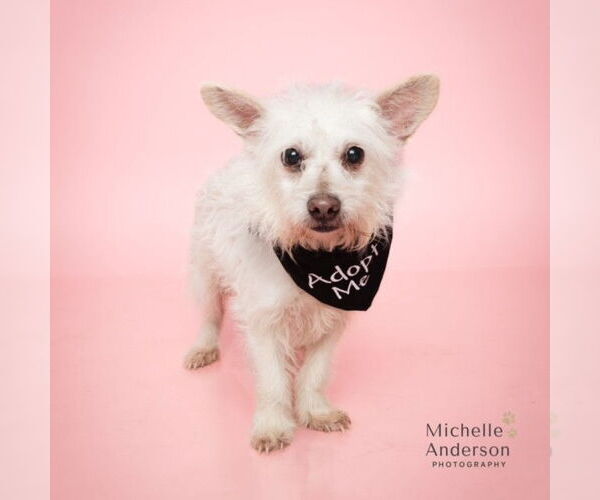 Medium Photo #1 Mutt Puppy For Sale in Corona, CA, USA