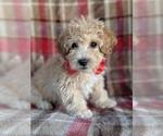 Small Photo #2 Bichpoo Puppy For Sale in LANCASTER, PA, USA