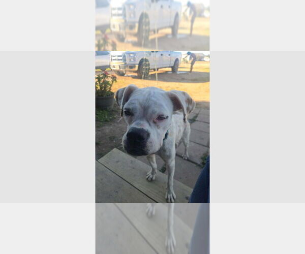 Medium Photo #3 Boxer Puppy For Sale in Austin, TX, USA