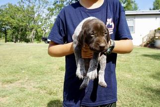 German Shorthaired Pointer Puppy for sale in SHREVEPORT, LA, USA