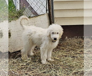 Pyredoodle Dogs for adoption in Croydon, NH, USA