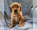 Small #3 Golden Retriever