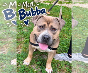 Bulldog-Unknown Mix Dogs for adoption in Jackson , NJ, USA