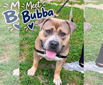 Bubba - Male Bulldog-Unknown Mix Dog for Adoption - Small photo