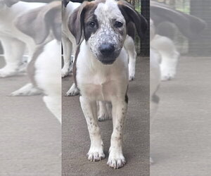 Catahoula Leopard Dog-Pointer Mix Dogs for adoption in Alexander, AR, USA