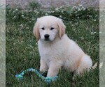 Small Golden Retriever