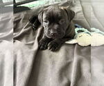 Small #3 Boxer Mix