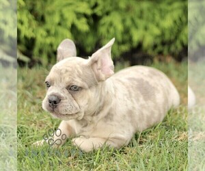 French Bulldog Puppy for sale in RONKS, PA, USA