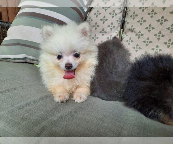 Medium Photo #8 Pomeranian Puppy For Sale in DINWIDDIE, VA, USA