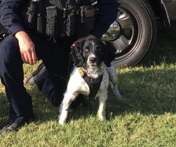 Medium Photo #9 Australian Shepherd-Belgian Malinois Mix Puppy For Sale in CROWLEY, TX, USA