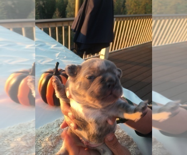 Medium Photo #23 French Bulldog Puppy For Sale in PLACERVILLE, CA, USA