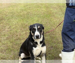 Huskies -Unknown Mix Dogs for adoption in Rockaway, NJ, USA