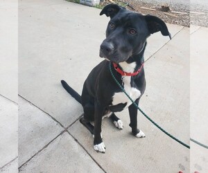 Bluebell - Female German Shepherd Dog-Unknown Mix Dog for Adoption - Photo #7