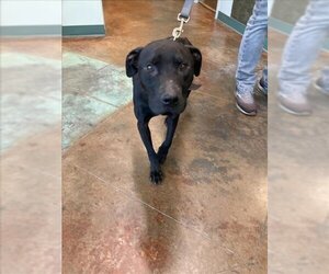 American Pit Bull Terrier-Labrador Retriever Mix Dogs for adoption in Lacombe, LA, USA