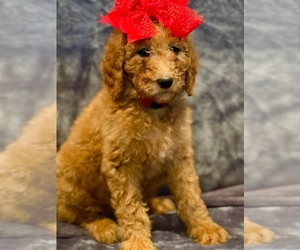 Goldendoodle Puppy for Sale in GREENBRIER, Arkansas USA