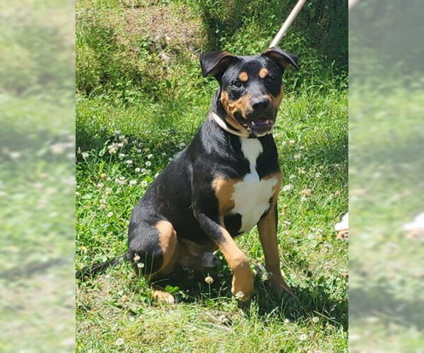 Medium Photo #1 Rottweiler-Unknown Mix Puppy For Sale in Wetumpka, AL, USA