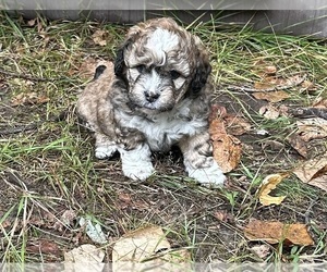 Poodle (Miniature)-Shih-Poo Mix Puppy for sale in SOUTH HAVEN, MI, USA