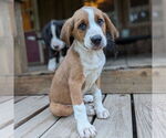 Small #1 Bernese Mountain Dog Mix