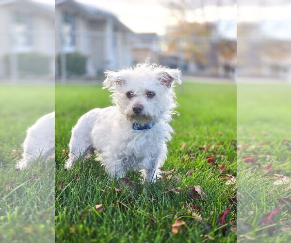 Medium Photo #5 Mutt Puppy For Sale in Sandy, UT, USA