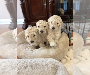 Poodle (Standard) Puppy for Sale in SPARTA, New Jersey USA