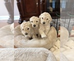 Small Poodle (Standard)