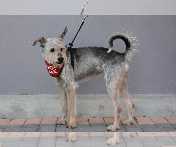 Medium Photo #7 Miniature Schnauzer-Unknown Mix Puppy For Sale in Mission Viejo, CA, USA