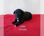 Puppy Jade Pembroke Welsh Corgi-Poodle (Toy) Mix