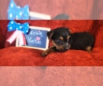Small #4 Yorkshire Terrier