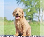 Small Photo #3 Labradoodle-Poodle (Standard) Mix Puppy For Sale in BINO, PA, USA