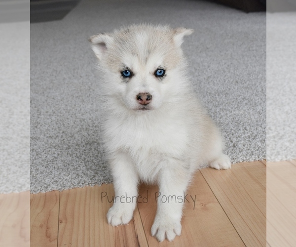 Medium Photo #1 Pomsky Puppy For Sale in KANSAS CITY, MO, USA