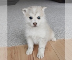 Image preview for Ad Listing. Nickname: Ophelia Pomsky
