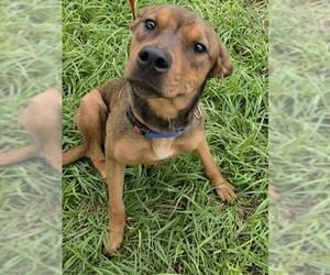 English Coonhound-Unknown Mix Dogs for adoption in Fort Lauderdale, FL, USA