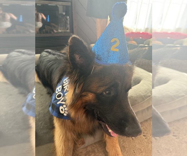 Medium Photo #61 German Shepherd Dog Puppy For Sale in LA FAYETTE, NY, USA