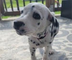 Puppy 2 Dalmatian
