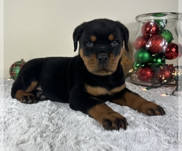 Medium Photo #4 Rottweiler Puppy For Sale in GREENFIELD, IN, USA