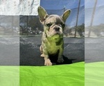 Small Photo #2 French Bulldog Puppy For Sale in NORWALK, CA, USA