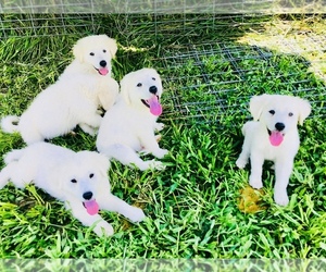 Great Pyrenees Puppy for sale in COOKEVILLE, TN, USA