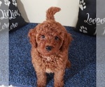 Small #4 Golden Retriever-Poodle (Toy) Mix