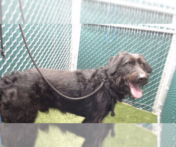 Medium Photo #1 Irish Wolfhound-Unknown Mix Puppy For Sale in Downey, CA, USA