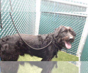 Irish Wolfhound-Unknown Mix Dogs for adoption in Downey, CA, USA
