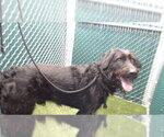 HASHI - Male Irish Wolfhound-Unknown Mix Dog for Adoption - Small photo