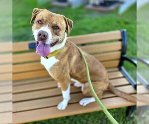 PENNY - Female Labrador Retriever-Unknown Mix Dog for Adoption - Photo #3