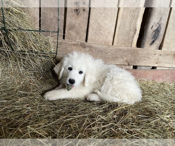 Medium Photo #3 Great Pyrenees Puppy For Sale in JAMESTOWN, TN, USA